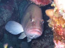 Are You Looking at me? Grouper stares back at me. Shot wi... by Sheryl Checkman 